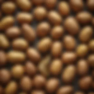 Choosing the Right Potato Selection of various potato types