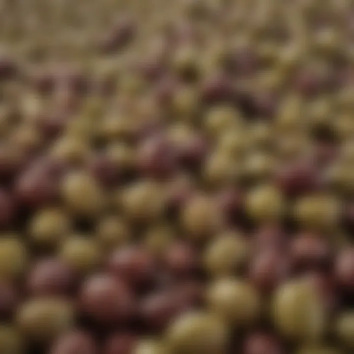 A close-up of olives ready for harvest, symbolizing quality produce