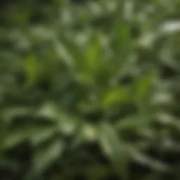 A close-up view of green tea leaves highlighting their vibrant color and texture