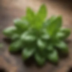Vibrant basil leaves showcasing freshness