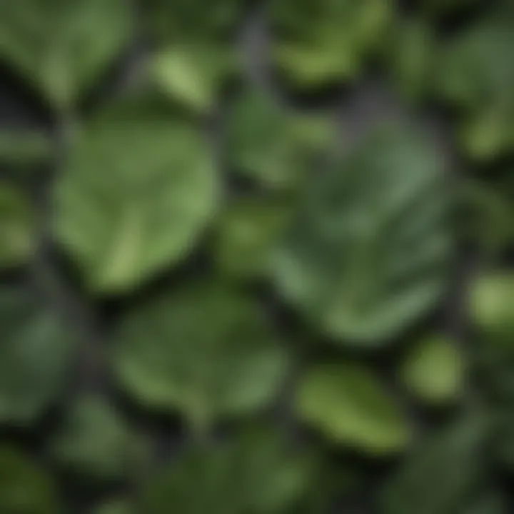 Nutritious leafy greens ideal for a health-conscious smoothie