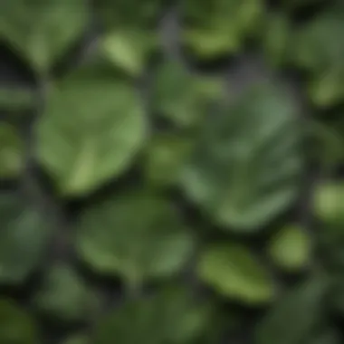 Leafy Greens for Optimal Health Nutritious leafy greens ideal for a health-conscious smoothie