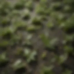 Selection of high-quality tea leaves for kombucha