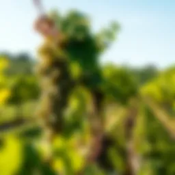 A picturesque vineyard in Italy where Prosecco is cultivated, showcasing the lush green landscape.