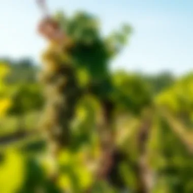 Italian Vineyard: The Heart of Prosecco Production A picturesque vineyard in Italy where Prosecco is cultivated, showcasing the lush green landscape.