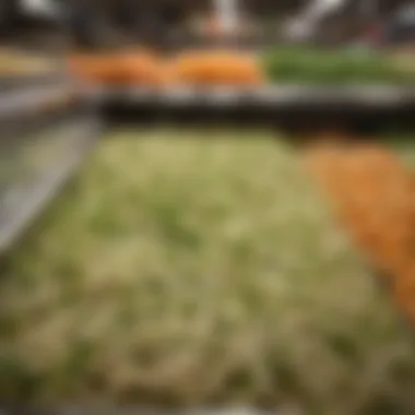 An organized display of bean sprouts in a grocery store setting, highlighting their market presence