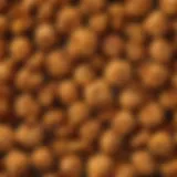 A close-up of cosmos caramel popcorn showcasing its glossy texture and rich color