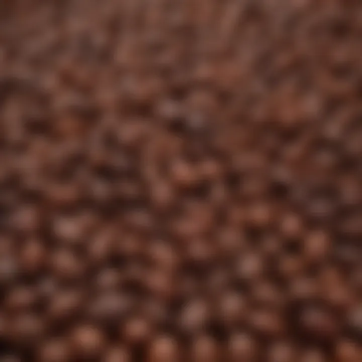 A close-up view of cocoa beans showcasing their rich textures and colors