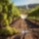 Vibrant Moscato vineyards under the sun