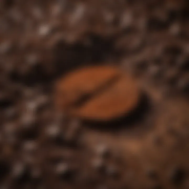 Close-up of coffee grounds ready for brewing