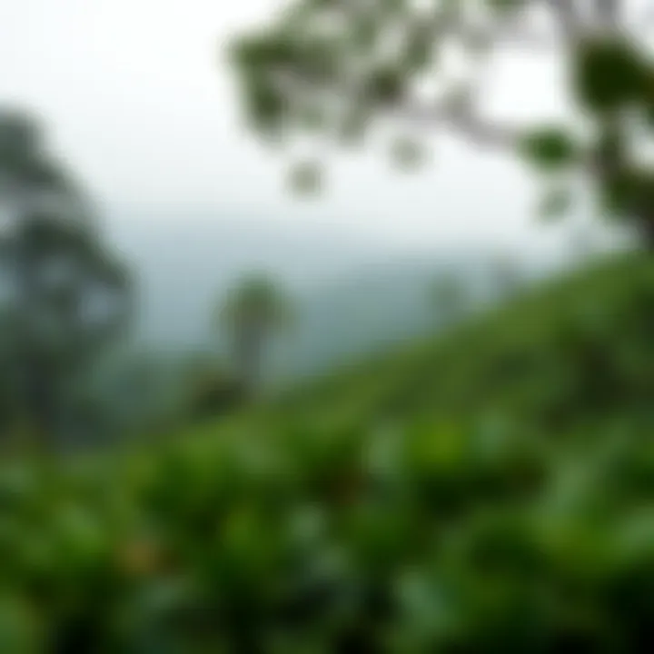 A scenic view of Darjeeling tea gardens nestled in the hills