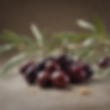 A close-up of a fresh olive branch with ripe olives