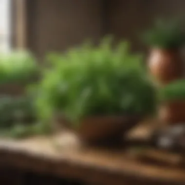 The Essence of Fresh Herbs Fresh herbs in a rustic setting