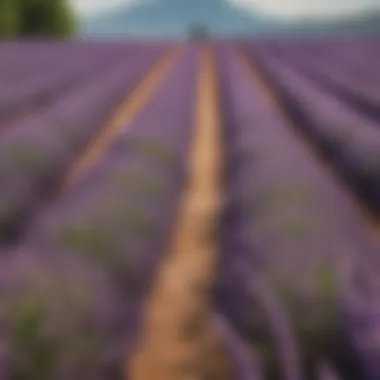 Lavender fields basking in sunlight