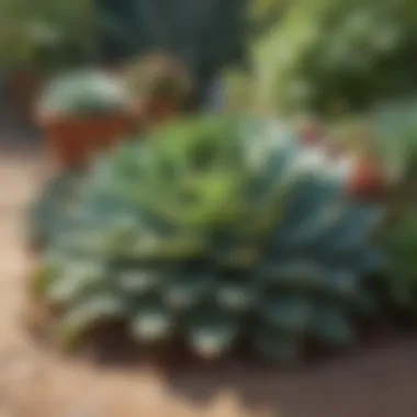 Leafy Succulents Enhancing Outdoor Landscapes An outdoor garden adorned with various leafy succulents, demonstrating landscape design