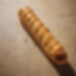 Golden crust of freshly baked Lidl French baguette