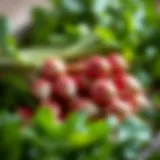 Freshly Harvested Radishes Freshly harvested radishes with green tops