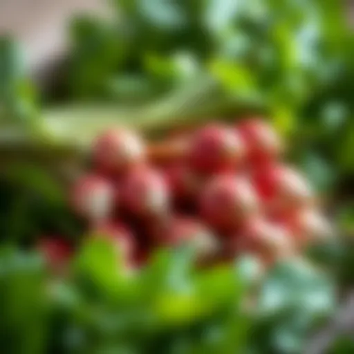 Freshly Harvested Radishes Freshly harvested radishes with green tops