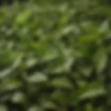 Close-up of high-quality green tea leaves showcasing their vibrant color and texture