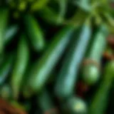 Freshly harvested pickling cucumbers