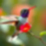Vibrant hummingbird feeding on nectar