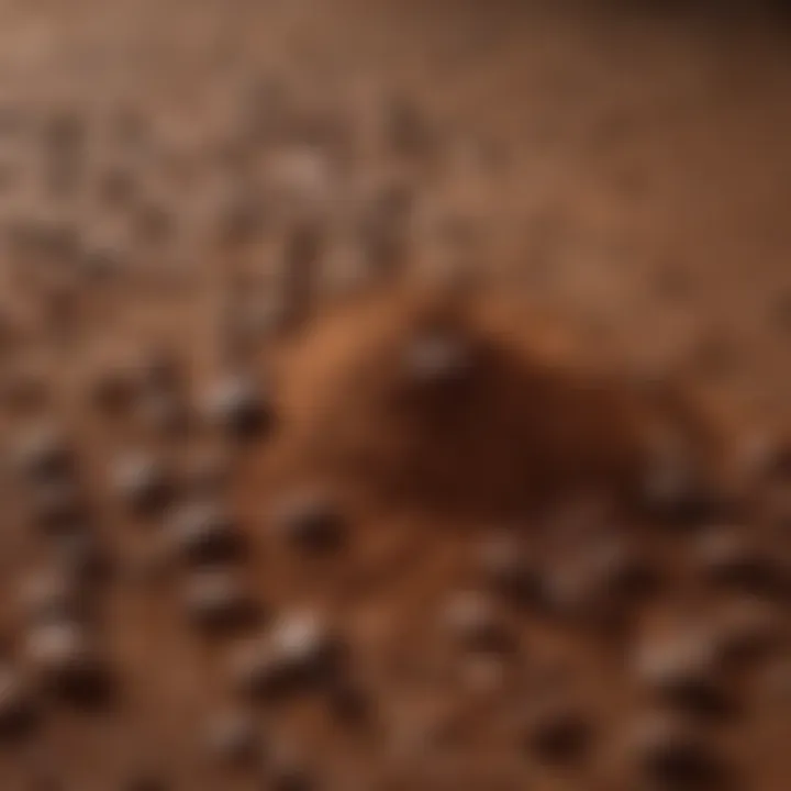 Close-up of coffee beans and cocoa powder for tiramisu