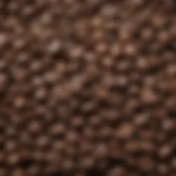 Artisan coffee beans selected for cold brew