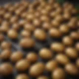 Various types of potato savers showcasing their unique designs