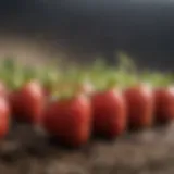 Germinating strawberry seeds in a greenhouse