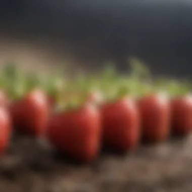 Germinating strawberry seeds in a greenhouse