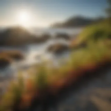 Seaweed in Its Natural Habitat A serene coastal scene with seaweed in its natural habitat, illustrating its marine origins and ecological significance.