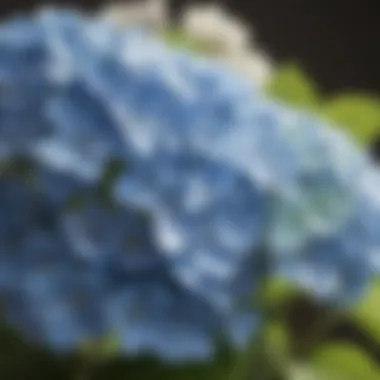 Close-up of Hydrangea Blooms Thriving A close-up of hydrangea blooms thriving in optimal sunlight