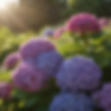 A vibrant hydrangea bush basking in sunlight