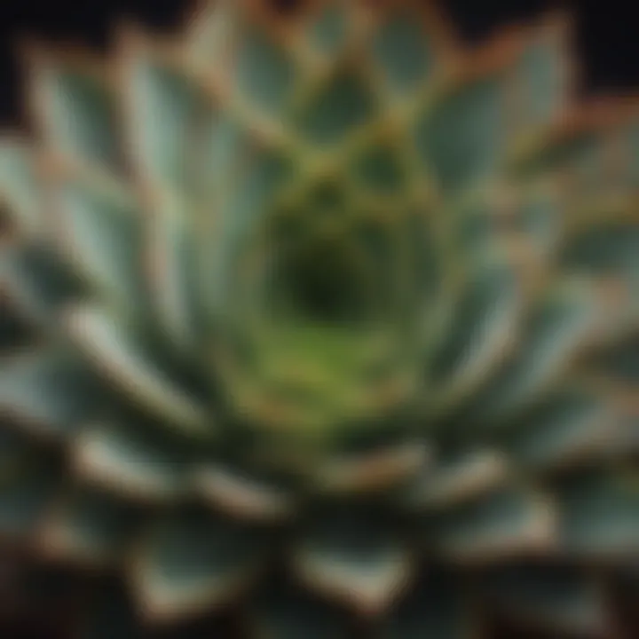 A close-up of a unique leafy succulent species showcasing its intricate leaves