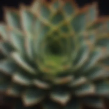Intricate Leaf Structure of a Leafy Succulent A close-up of a unique leafy succulent species showcasing its intricate leaves